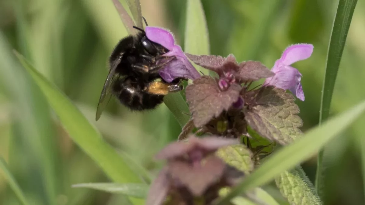 Anthophora_plumipes_dunkle_Morphe_(C.Venne)