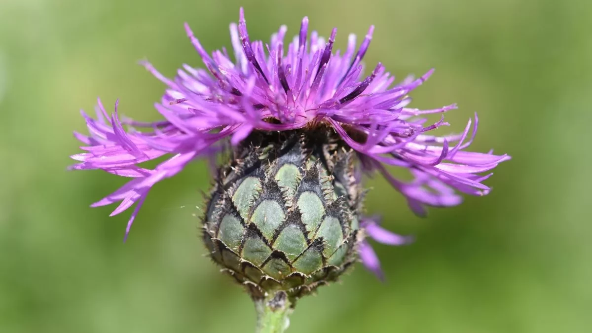 Centaurea_scabiosa_2020-07-07-2_klein