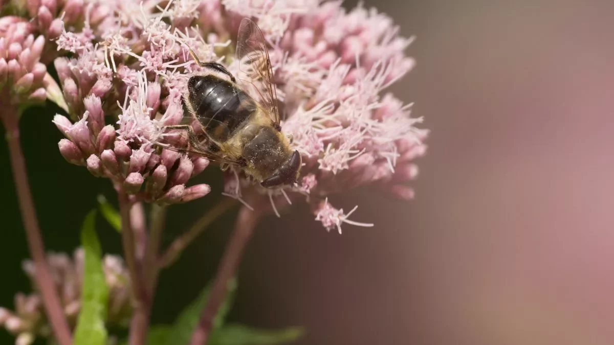 Eristalis_tenax_(C.Venne)