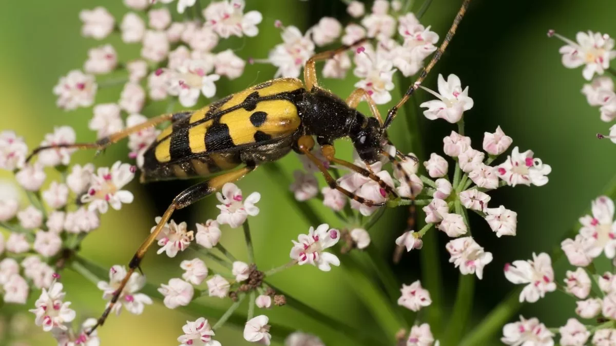 Gefleckter Schmalbock an Giersch (C.Venne)