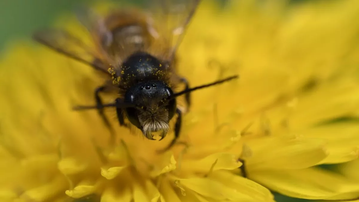 Gehörnte Mauerbiene M (C.Venne)