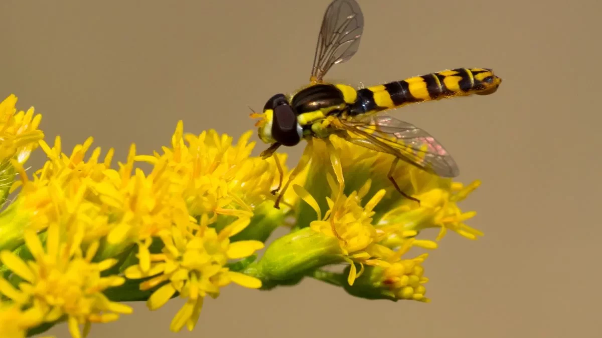 Gewöhnliche Langbauchschwebfliege 2 (C.Venne)