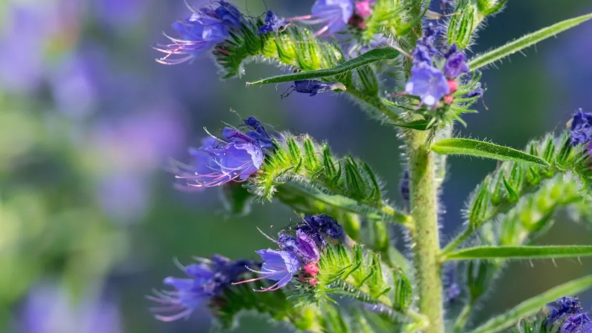 Gewöhnlicher Natternkopf (Echium vulgare) - 3