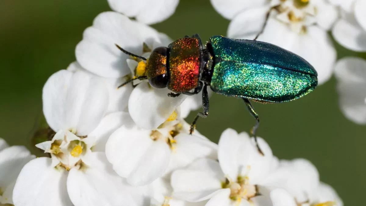 Glänzender Blütenprachtkäfer an Wiesen-Schafgarbe 01 (C.Venne)