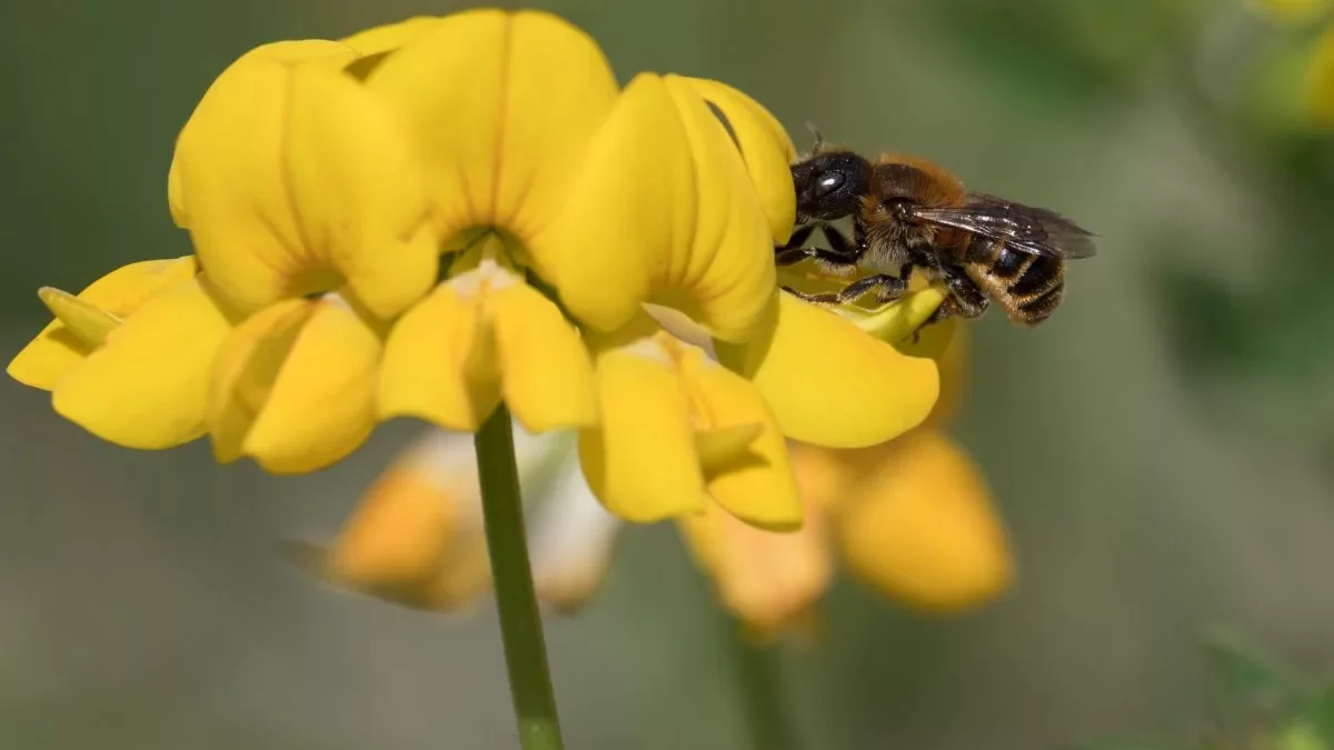 Goldene Schneckenhausbiene (Osmia aurulenta) (W) - 3