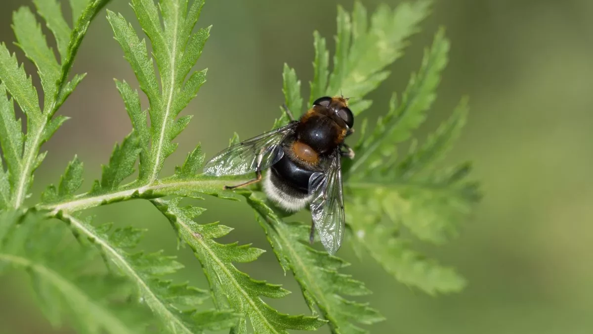 Hummel-Keilfleckschwebfliege_(C.Venne)