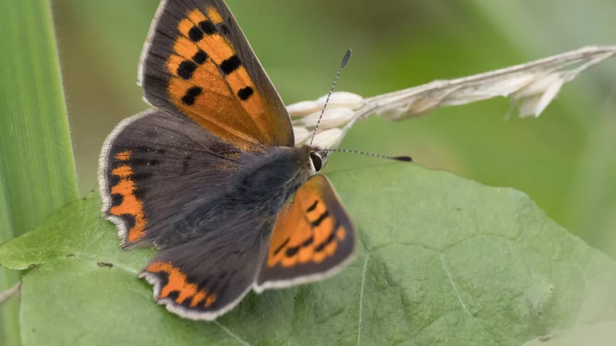 Kleiner Feuerfalter (C.Venne)