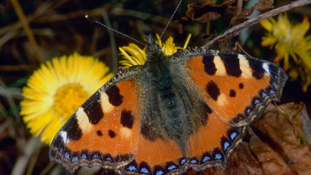 Kleiner_Fuchs_Huflattich_(C.Venne)