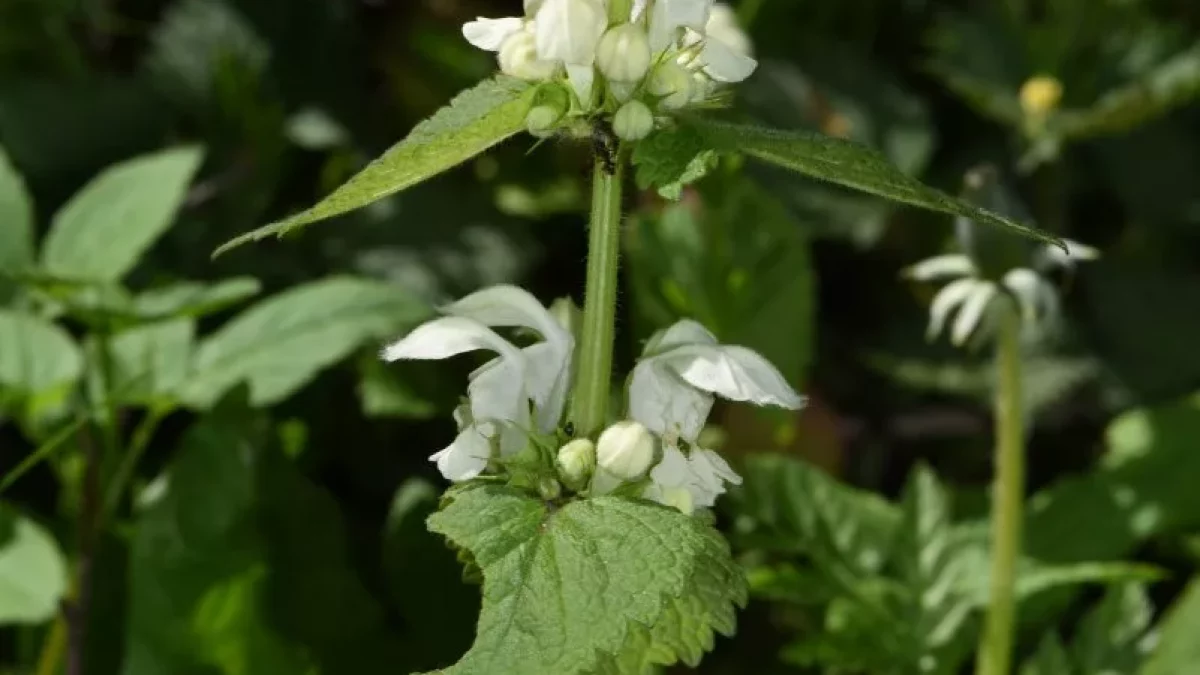 Lamium_album_2019-04-19
