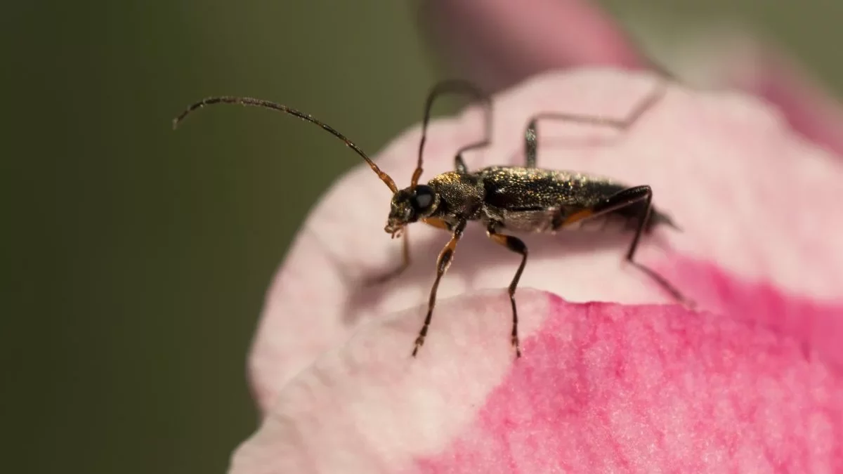 Mattschwarzer_Bluetenbock_(C.Venne)
