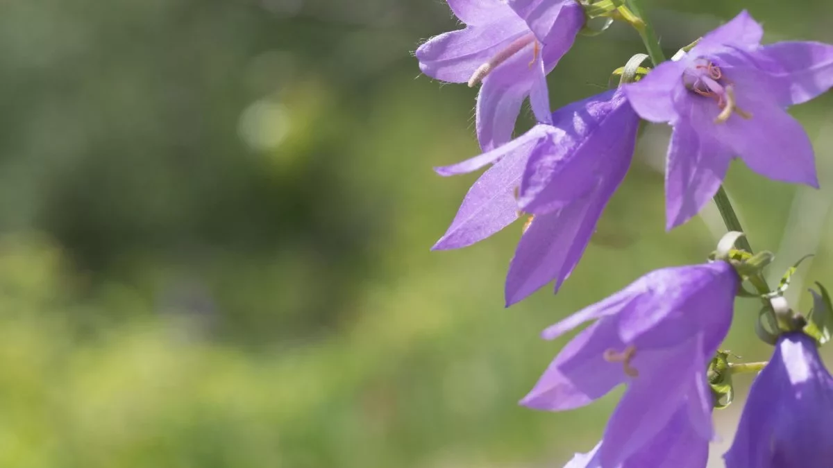 Nesselblättrige Glockenblume (Campanula trachelium) - 1