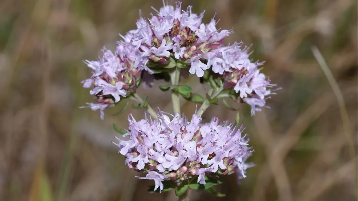 Origanum_vulgare_2010-07-07-1