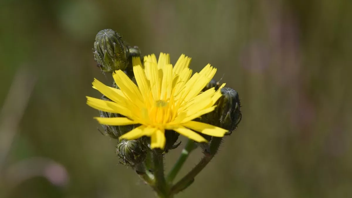 Picris_hieracioides_PB_2020-07-07-2