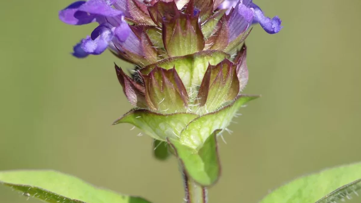 Prunella_vulgaris_2007-08-11