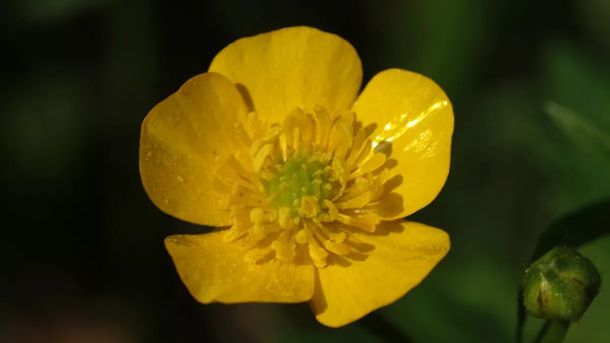 Ranunculus_acris_2007-05-24