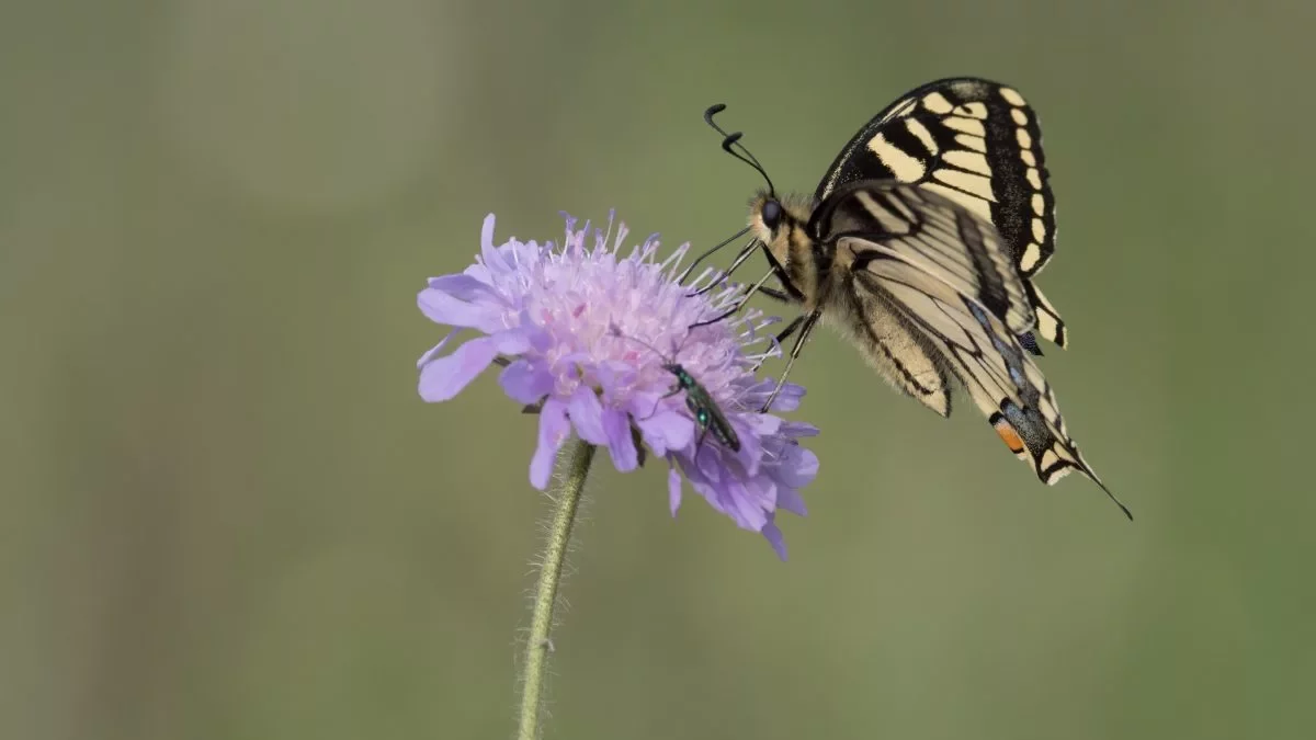 Schwalbenschwanz_Acker-Witwenblume_01_(C.Venne)