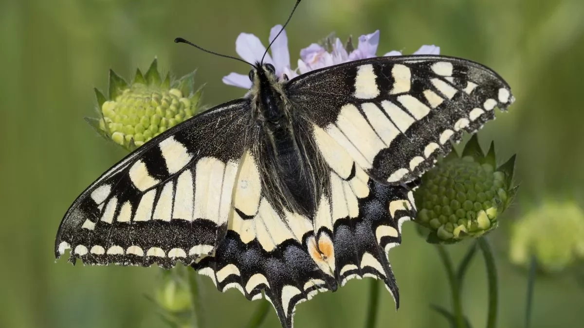 Schwalbenschwanz_Acker-Witwenblume_02_(C.Venne)