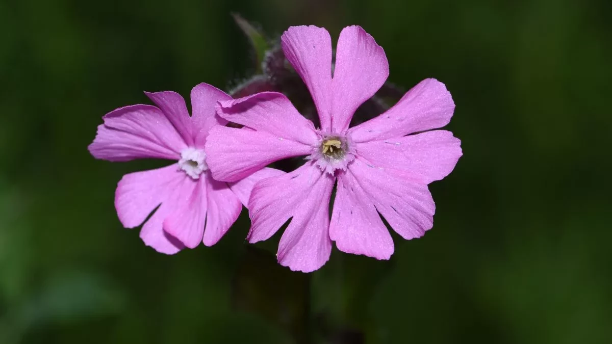 Silene_dioica_2020-05-22-1