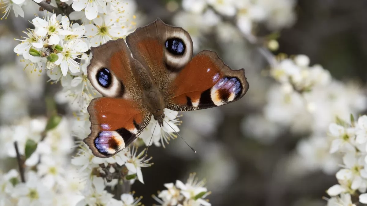 Tagpfauenauge an Schlehe (C.Venne)
