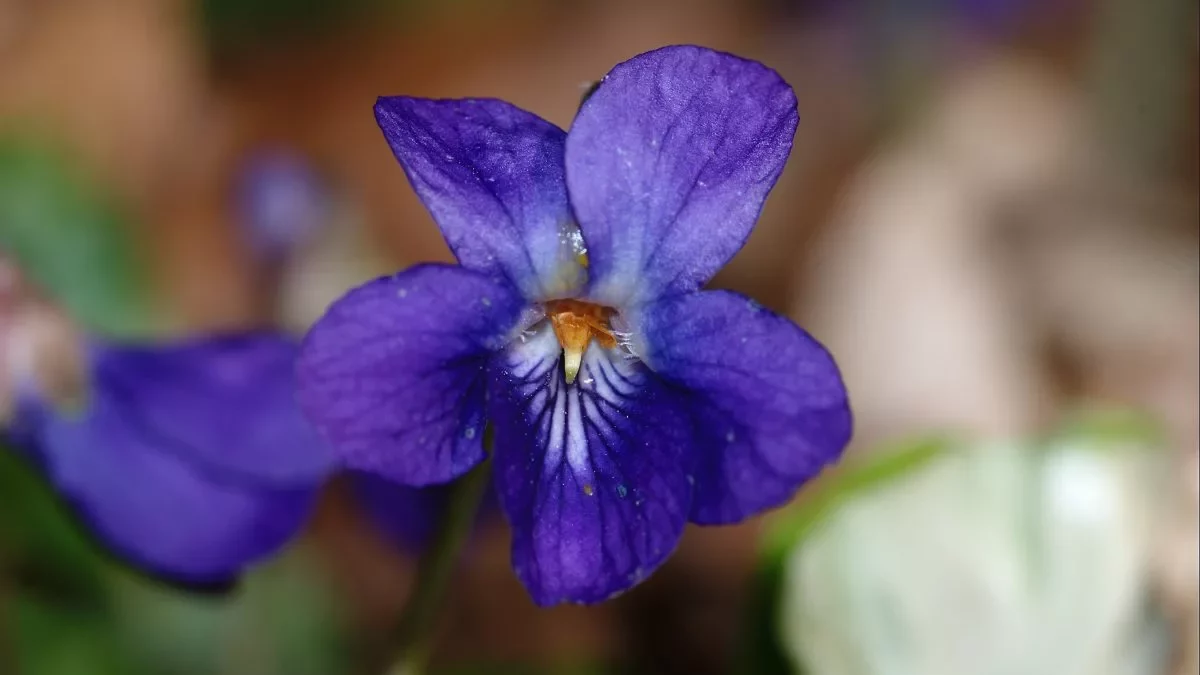 Viola_odorata_2010-04-09